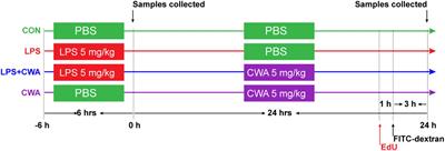 Cathelicidin-WA Protects Against LPS-Induced Gut Damage Through Enhancing Survival and Function of Intestinal Stem Cells